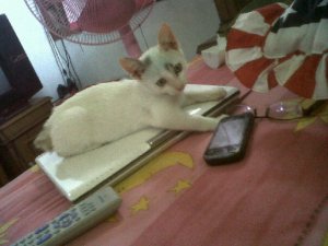 memory laptop, HP N97 dan juga kucing ku yang ikut Hilang
